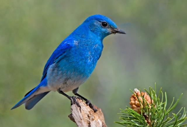 bird