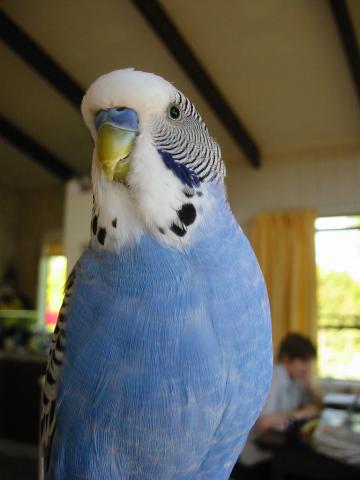 bird2