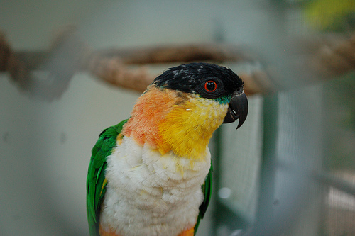 bird1