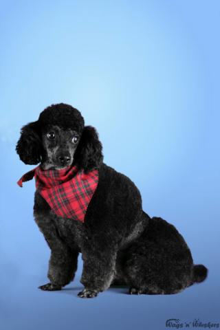 Boo Boo, Toy Poodle