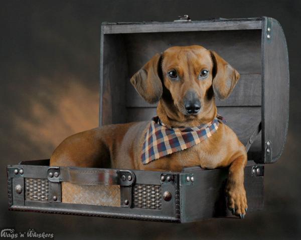 Maxey, Dachshund