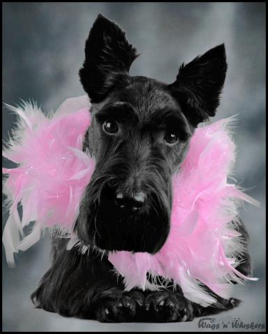 Maggie, Scottish Terrier