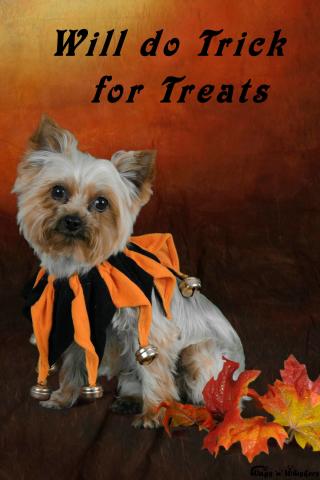 Sadie, Yorkshire Terrier