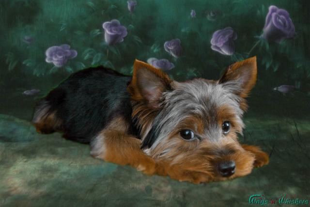 Crush, Yorkshire Terrier