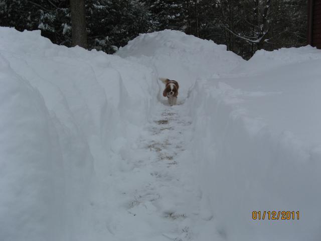 Happy doggy in snow