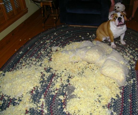 The BEAST and what's left of his bed. "It was me, it was the little guy"