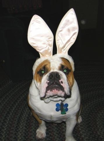 Frank the ugly Easter Bunny