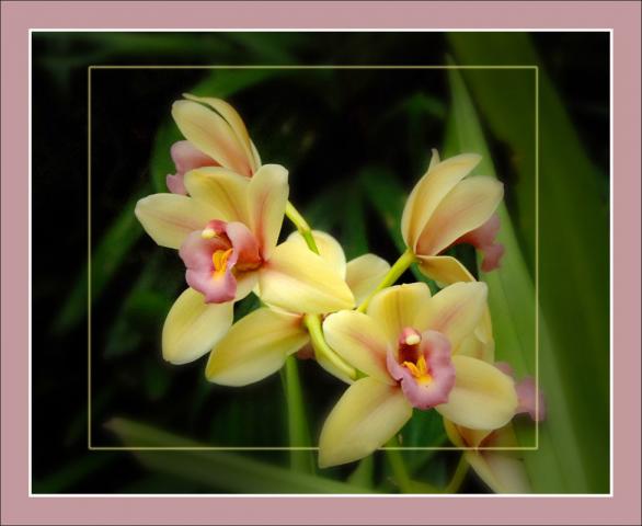 St. Louis Botanical Garden Orchid Show