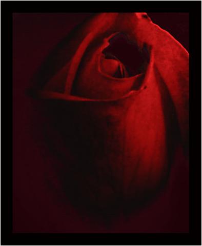 Red Rose
