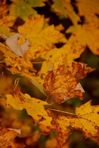 Fall leaves