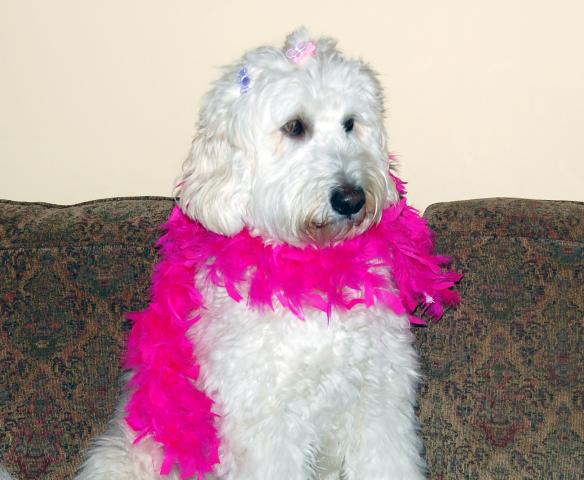 The girlie all spiffed up.