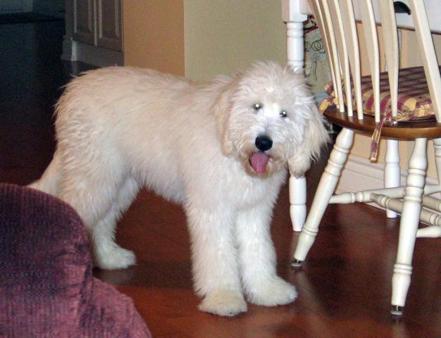 Come on.... I'm waiting for a walk!!