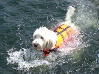Okay, not the best of swimmers.  :o))