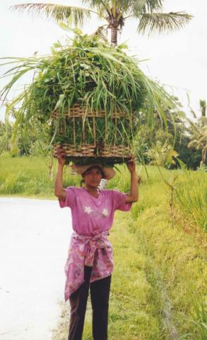 Balanese girl with load on her head