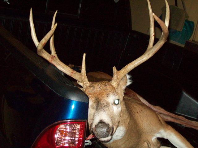 deer 2