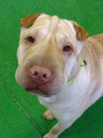Scoob at Daycare 11 2010