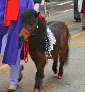 Punjab bay mini, veteran of many parades.  He also pulls a mini cart.