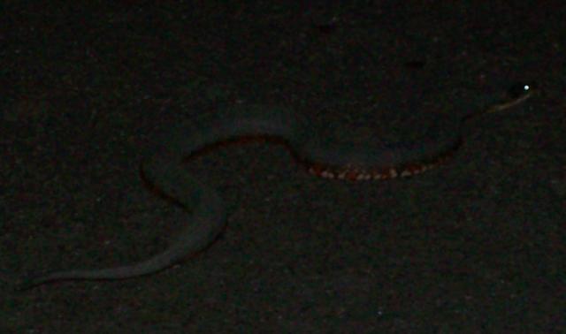 Snake2