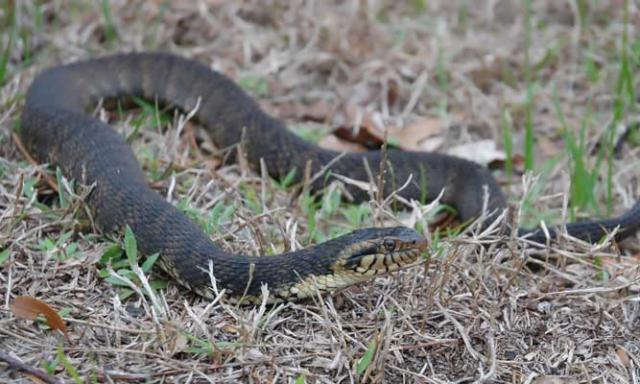 FloridaBandedWaterSnake