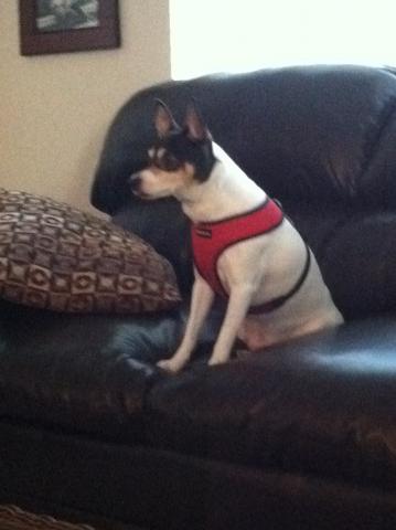 Our dog, Honda