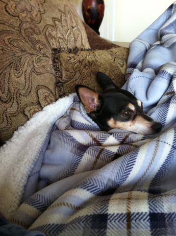 Our little pup, Honda