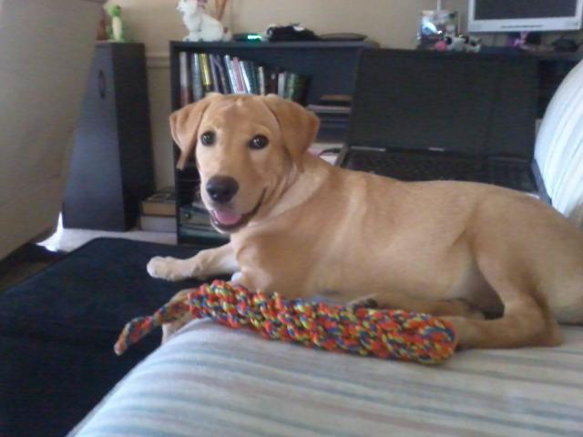 204 Sadie with chew toy