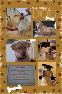 dog poster