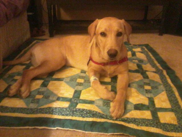 387 Sadie resting at home after surgery