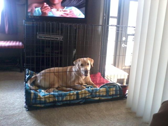 Sadie in her crate.