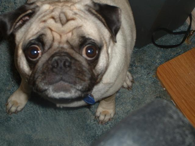Duke waiting for attention from me while I am at work in my office..:-)