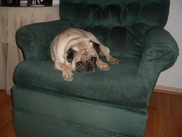 Duke in his favorite chair...