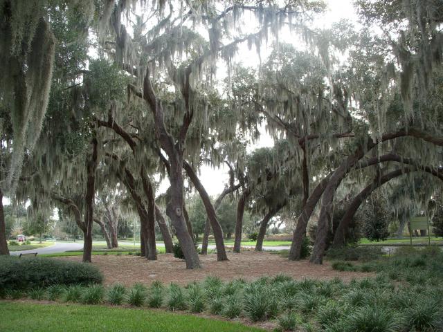 Beautiful live oak trees just south of Lake Sumter along Buena Vista Blvd. One of our favorite spots in TV.