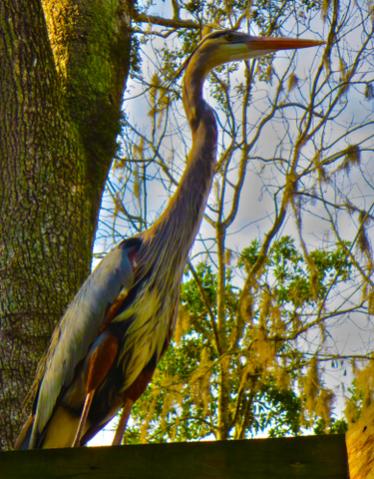 1 heron IMG 0246