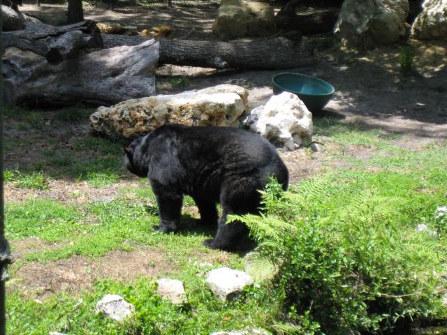 bear pooping