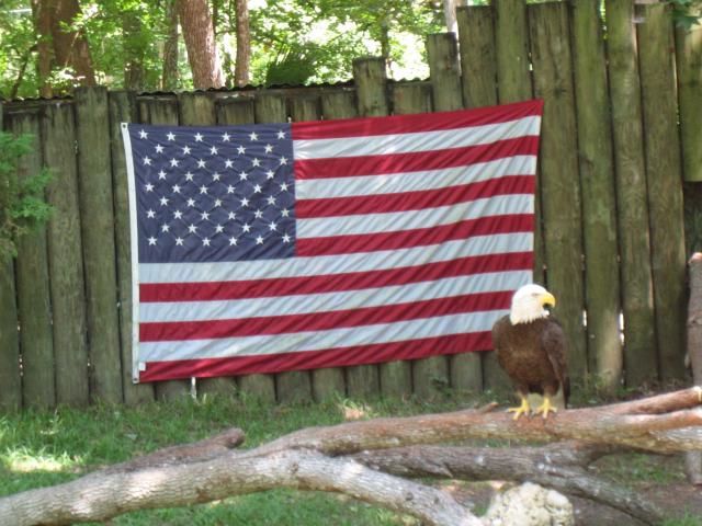 Eagle and flag