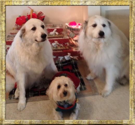 Annie, Allie & Butters Christmas 2012