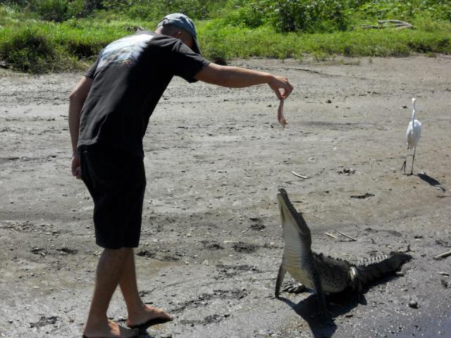 croc 2