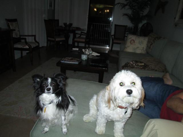 gracie and ollie 010