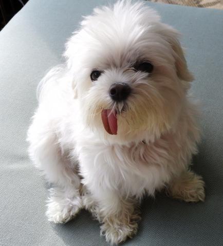 Puppies 037