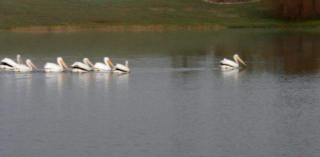White Pelicans 035