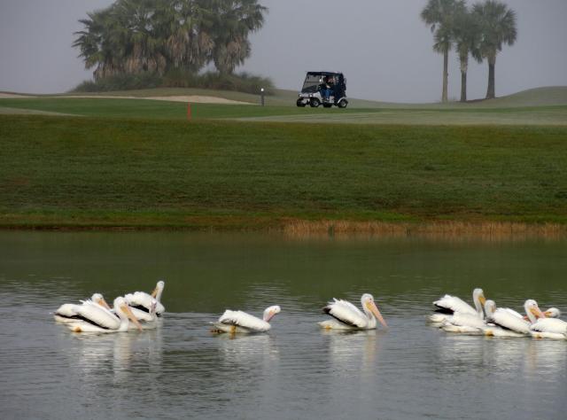 White Pelicans 034