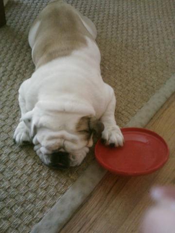 My Bulldog playing with his frisbee
