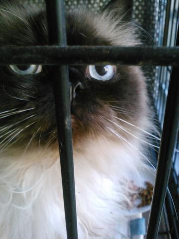 My Cat  Rocky Rihanna