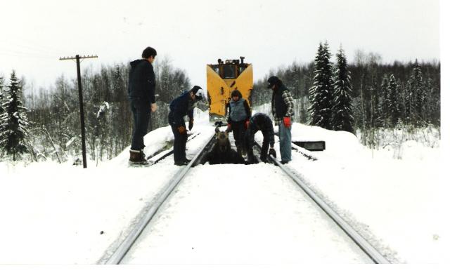 Saving a moose that fell through the ties on a bridge.