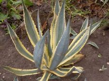 agave