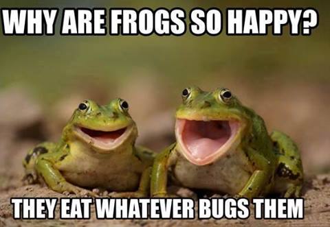 frog