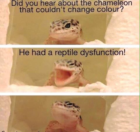 reptile