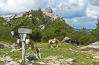 Ponies (1 of 1)