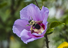 Bumble Bee (1 of 1)