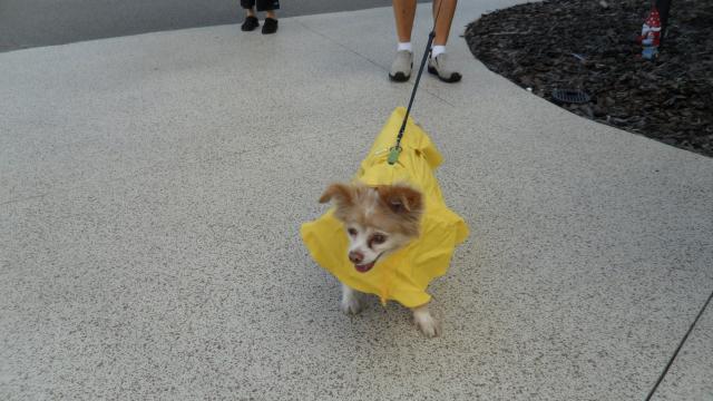 Angel - Is it raining Cats & Dogs?